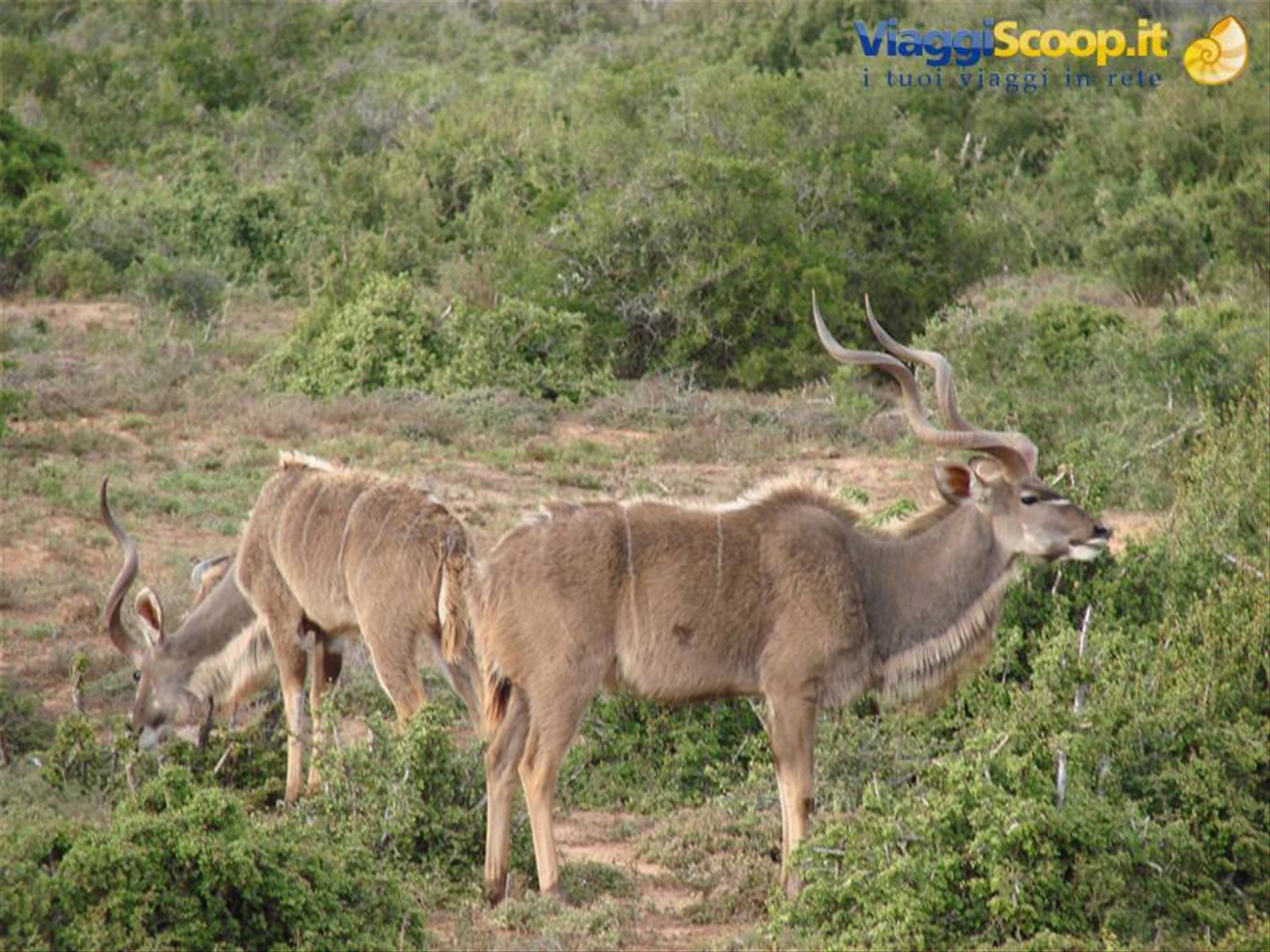 Kudu