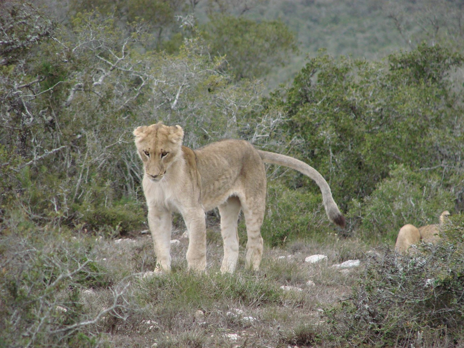 Foto di viaggio in SUD AFRICA