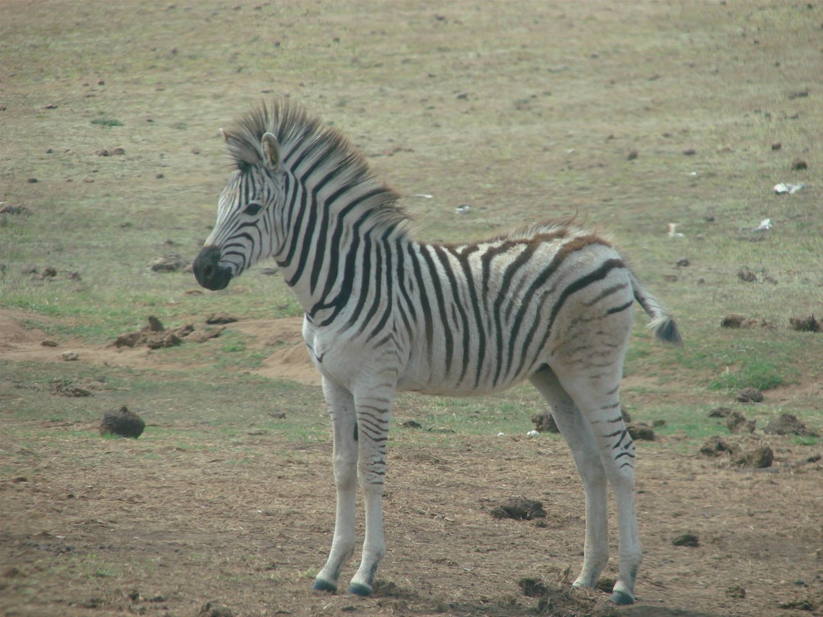 un piccolo di zebra