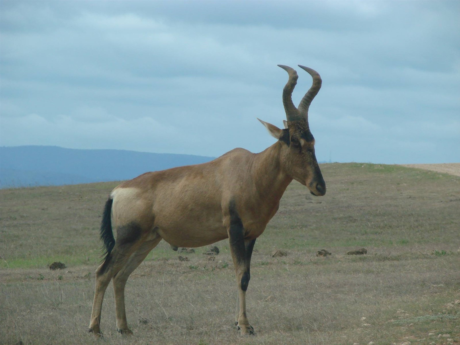 Eland