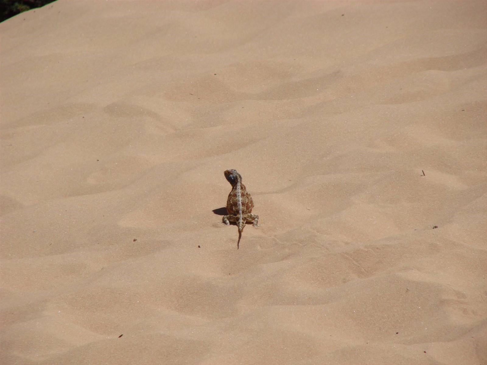 Foto di viaggio in SUD AFRICA