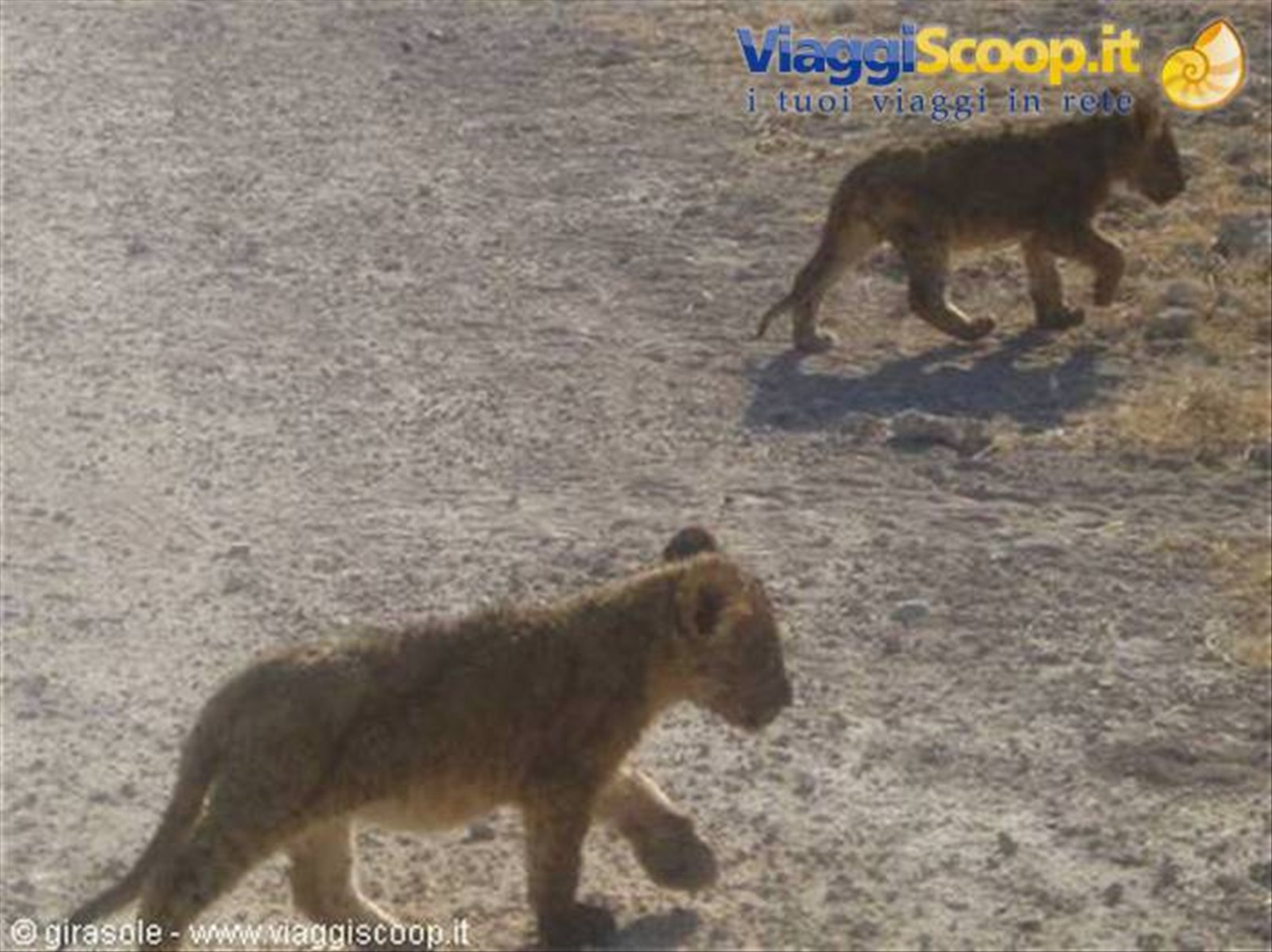 i nostri cuccioli
