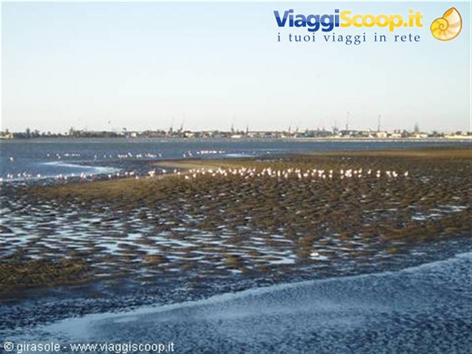 Fenicotteri a Walwis Bay