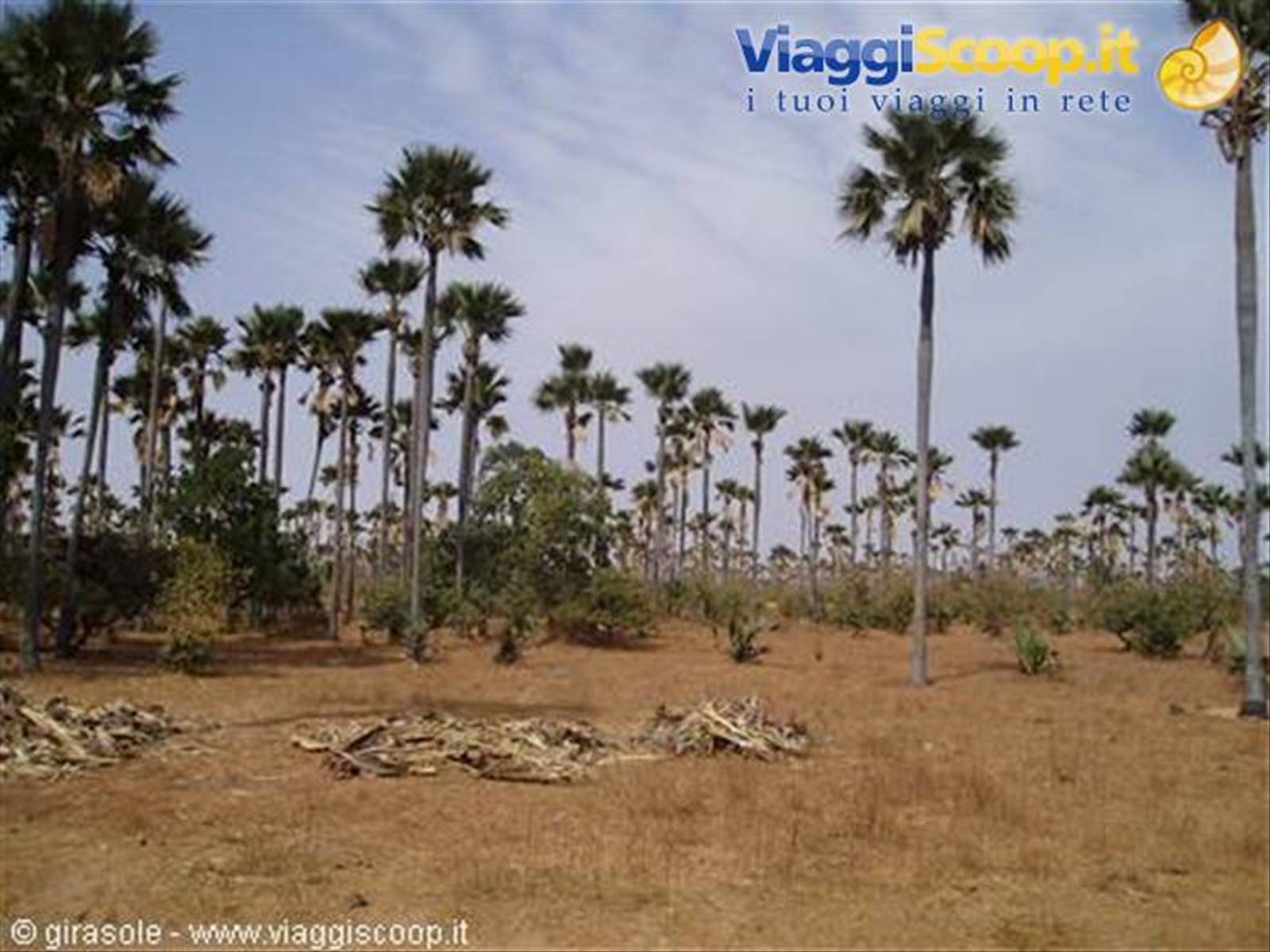 IL PAESE DEI BAOBAB