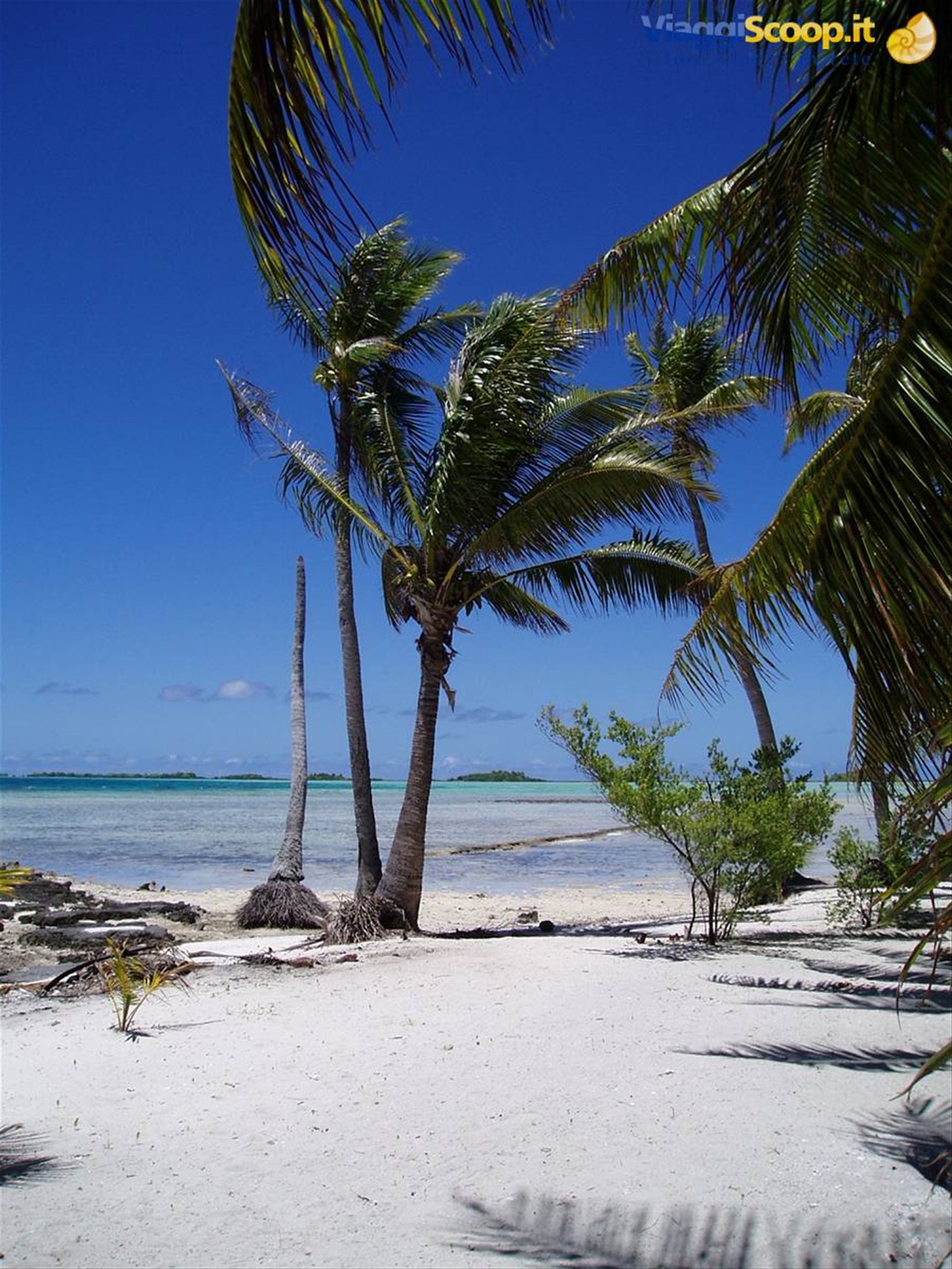 motu sulla laguna blu di Rangiroa