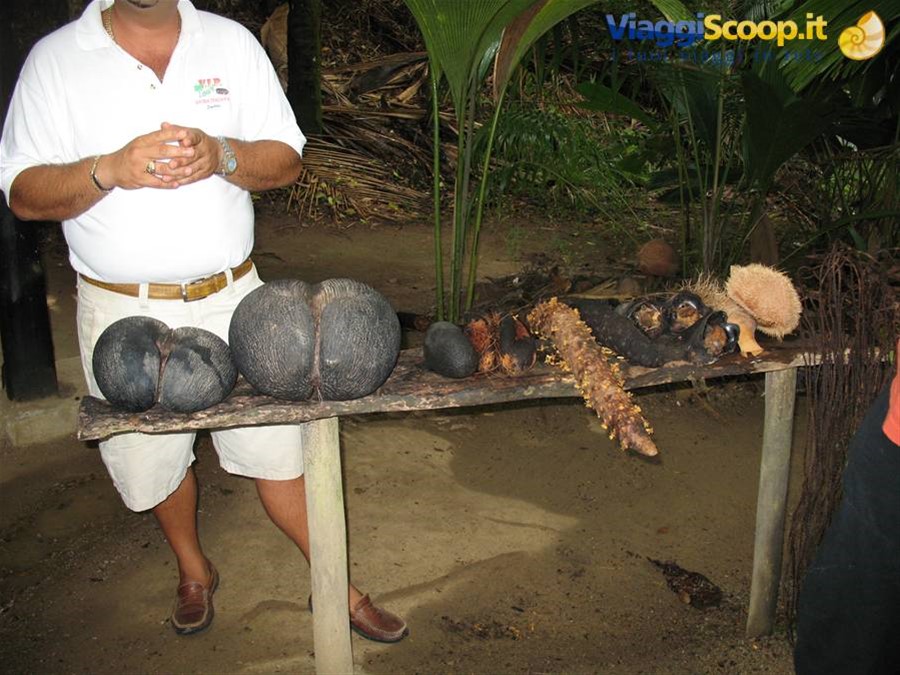 Praslin - Vallee de Mai - Coco de mer Maschio e Femmina