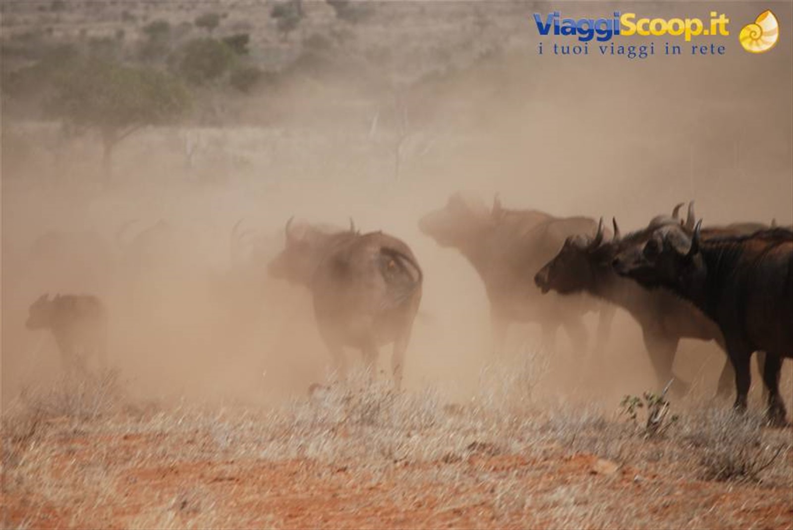 Foto di viaggio in KENYA