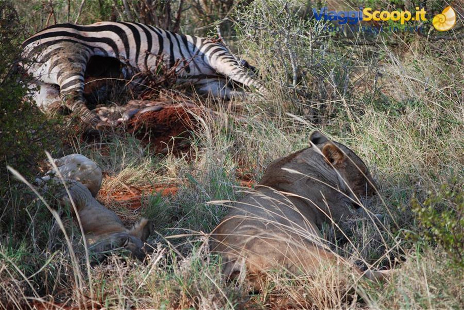Foto di viaggio in KENYA