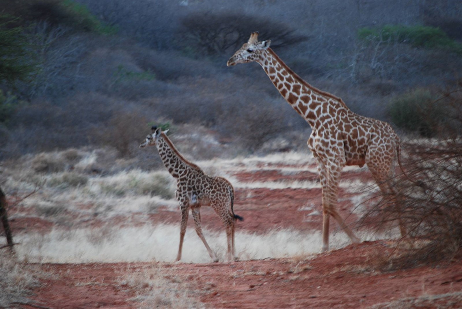 Foto di viaggio in KENYA