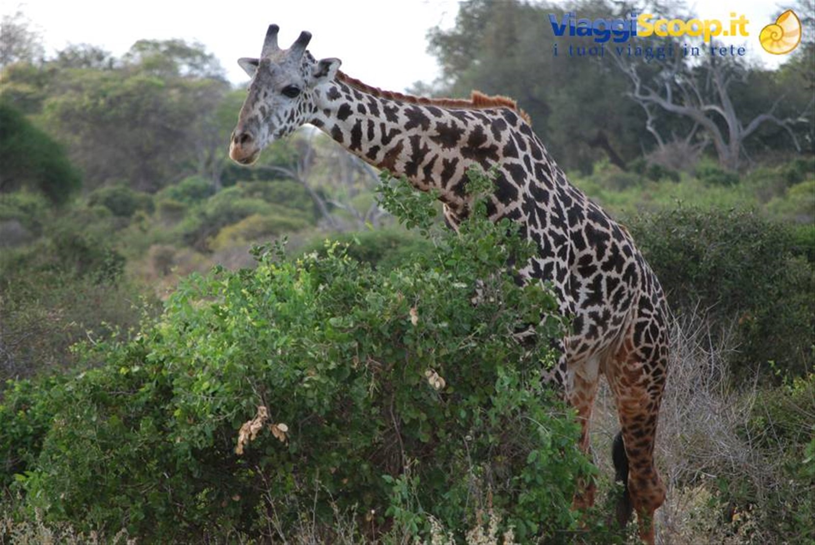 Foto di viaggio in KENYA
