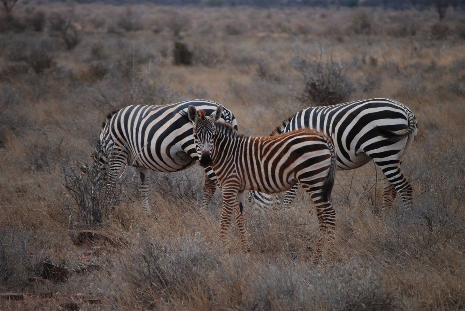 Foto di viaggio in KENYA