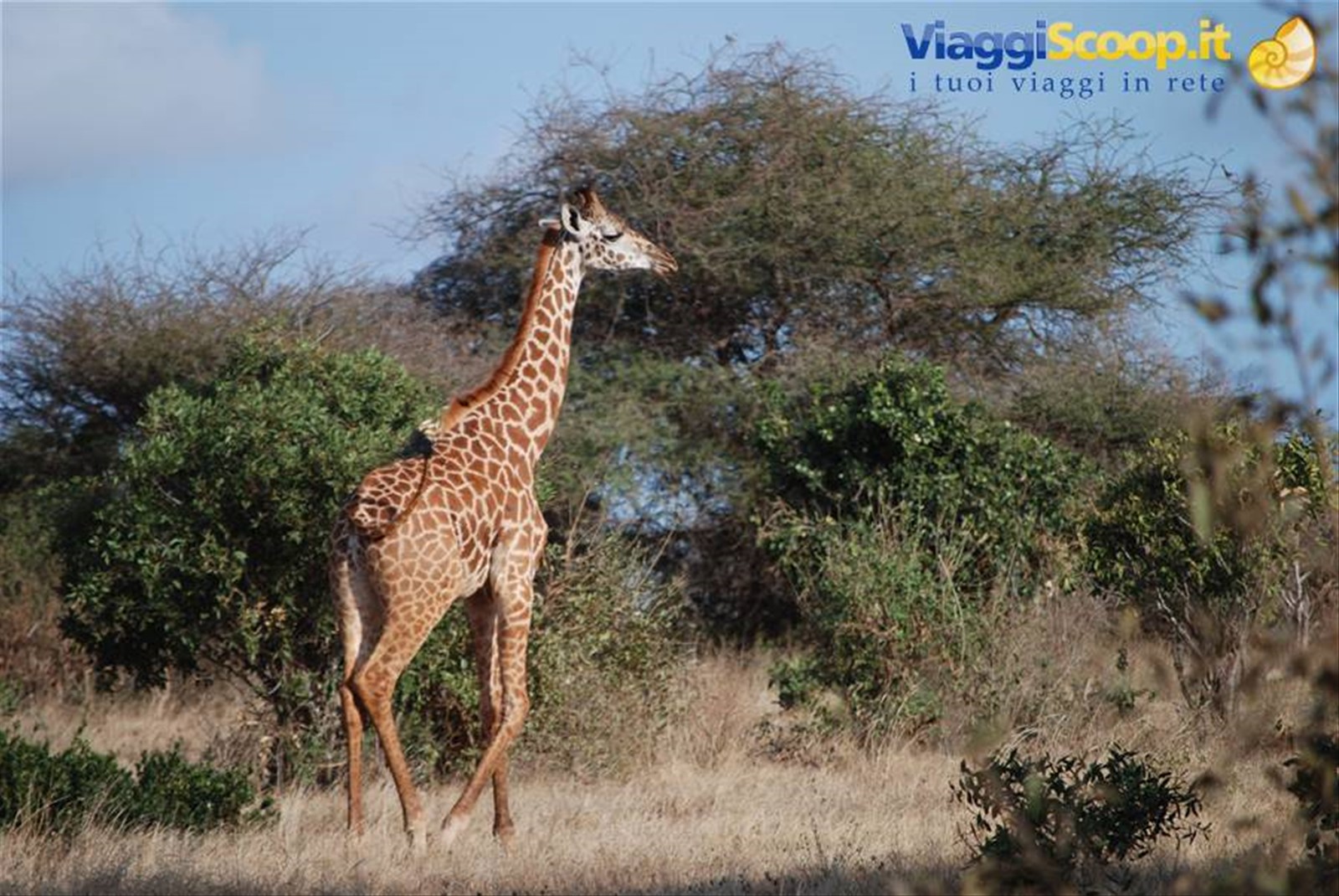 Foto di viaggio in KENYA