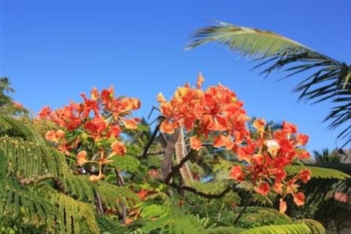 I fiori del giardino