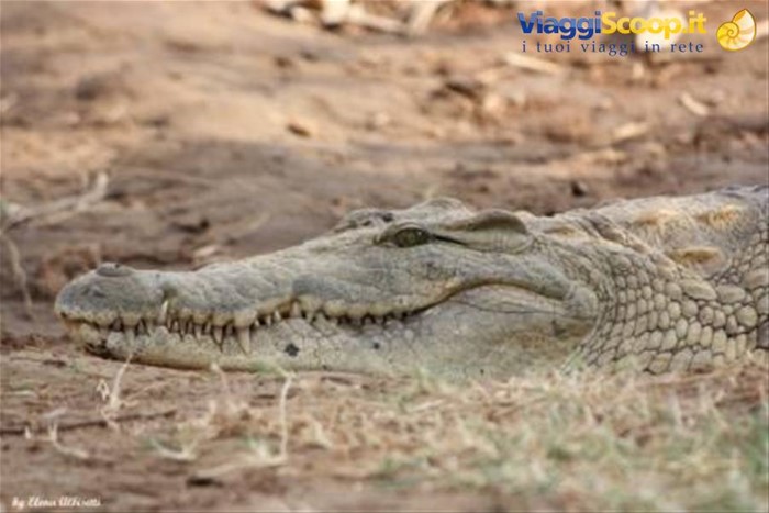 Tsavo - coccodrillo