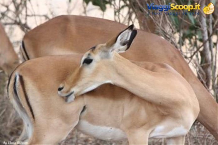 Tsavo - Impala?