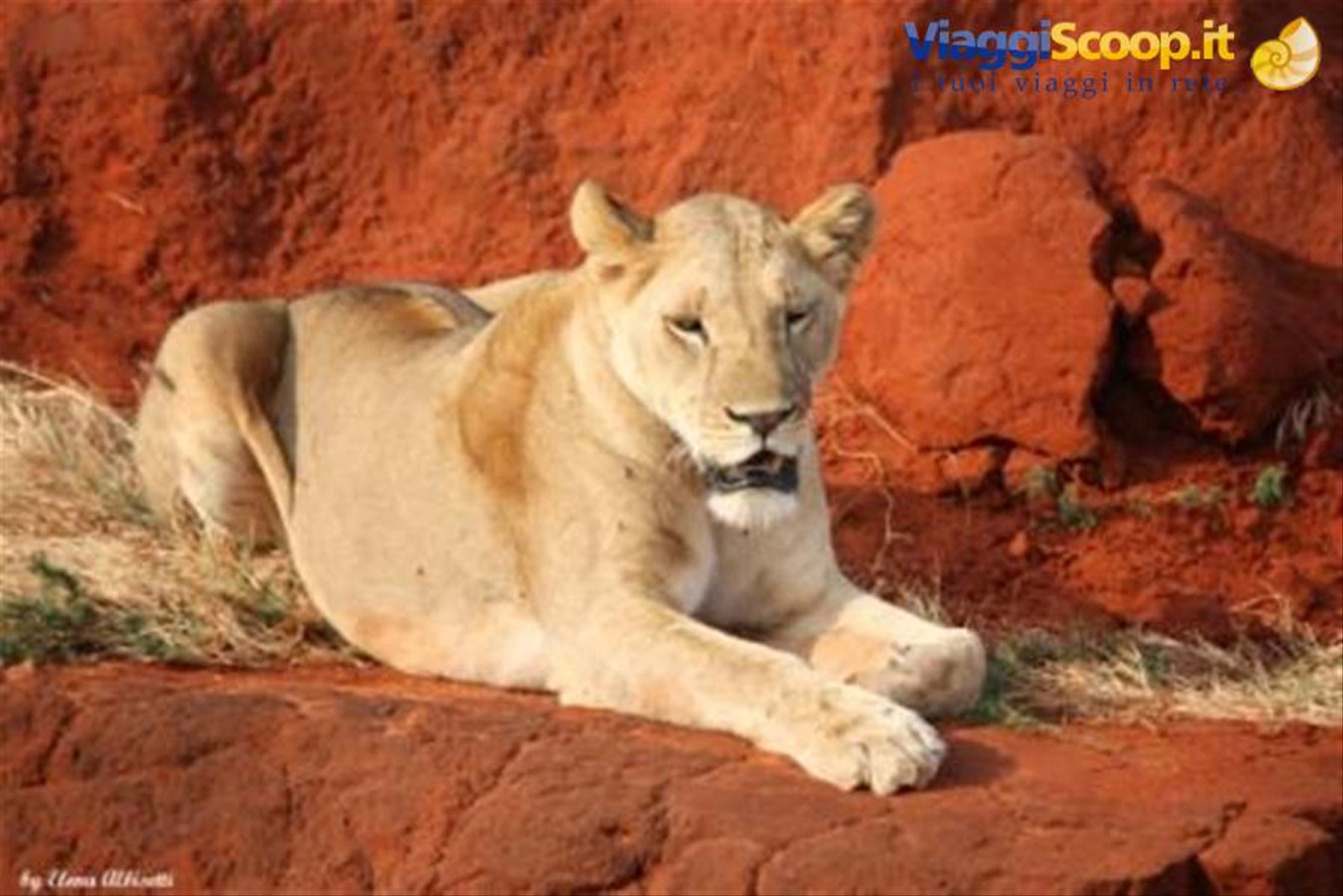 Tsavo - la regina della savana