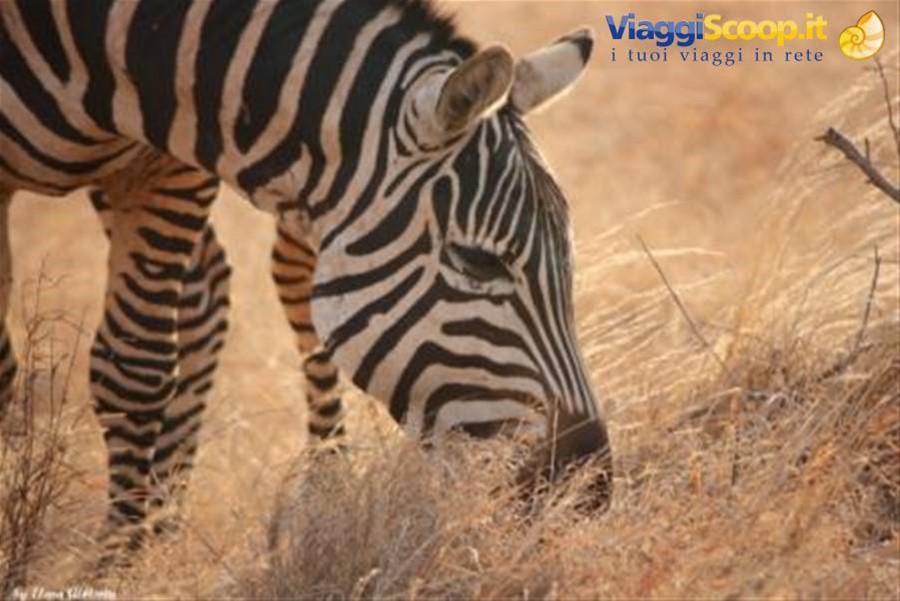 Amboseli
