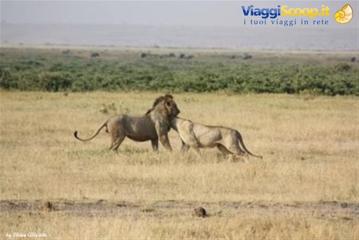 Amboseli - coccole tra i micioni