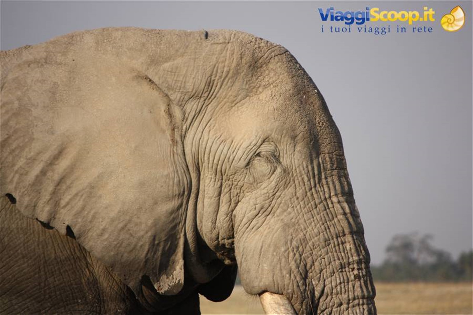Amboseli