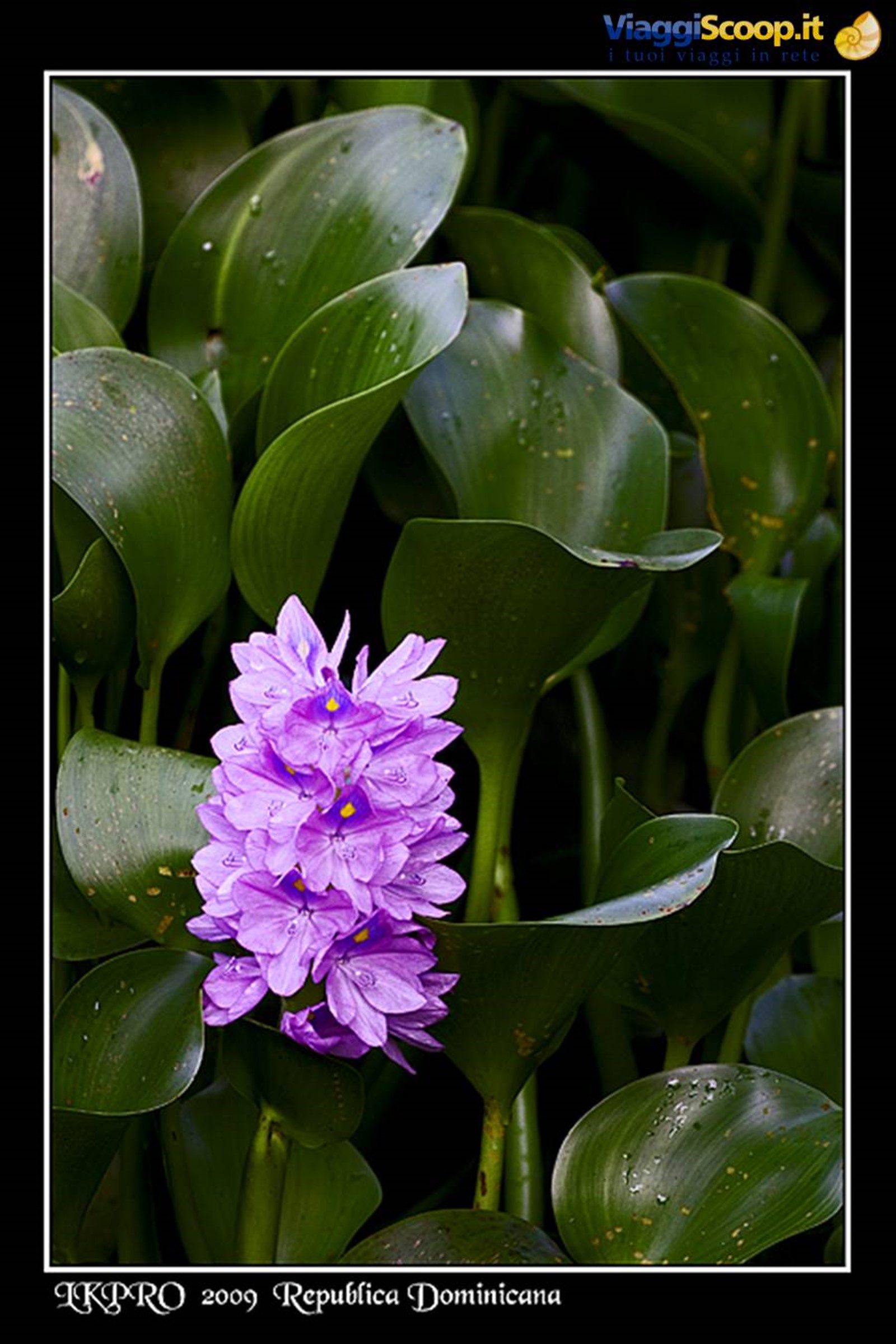 fiori