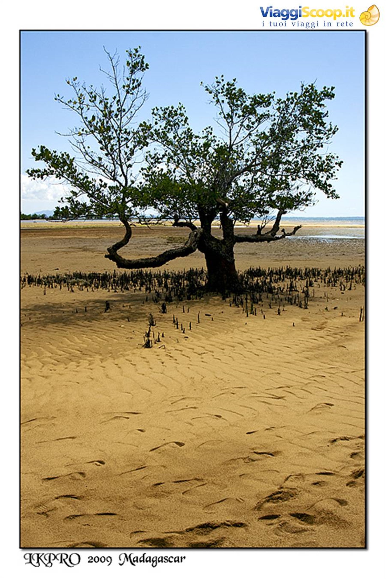 Particolari dal Madagascar