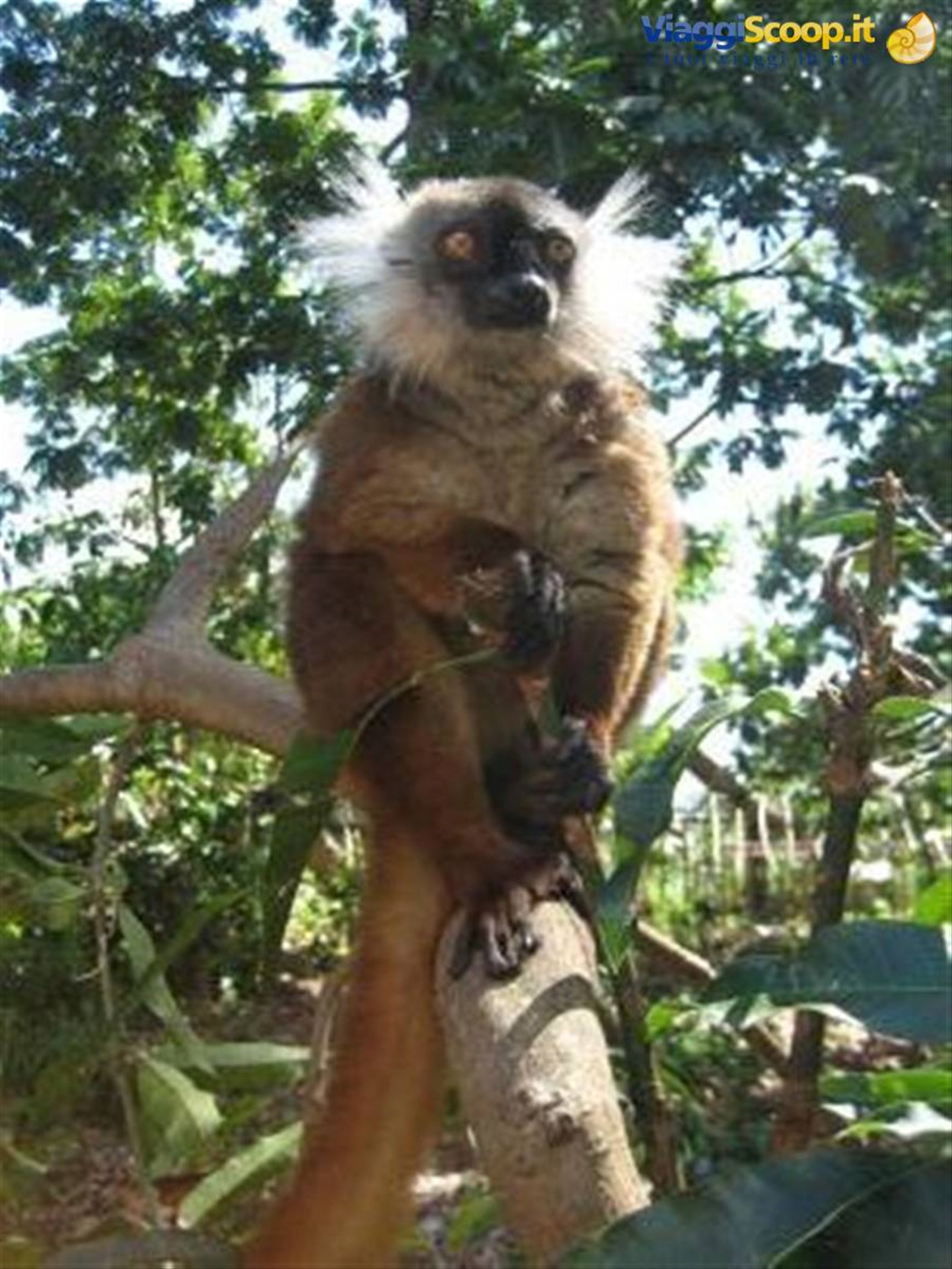 Nosy Komba