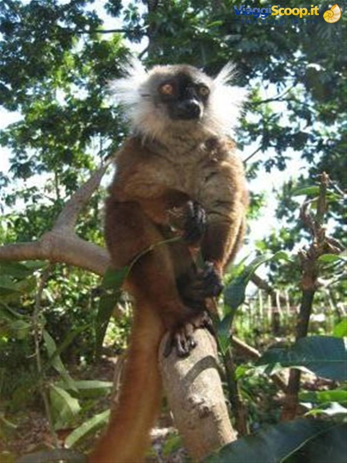 Nosy Komba