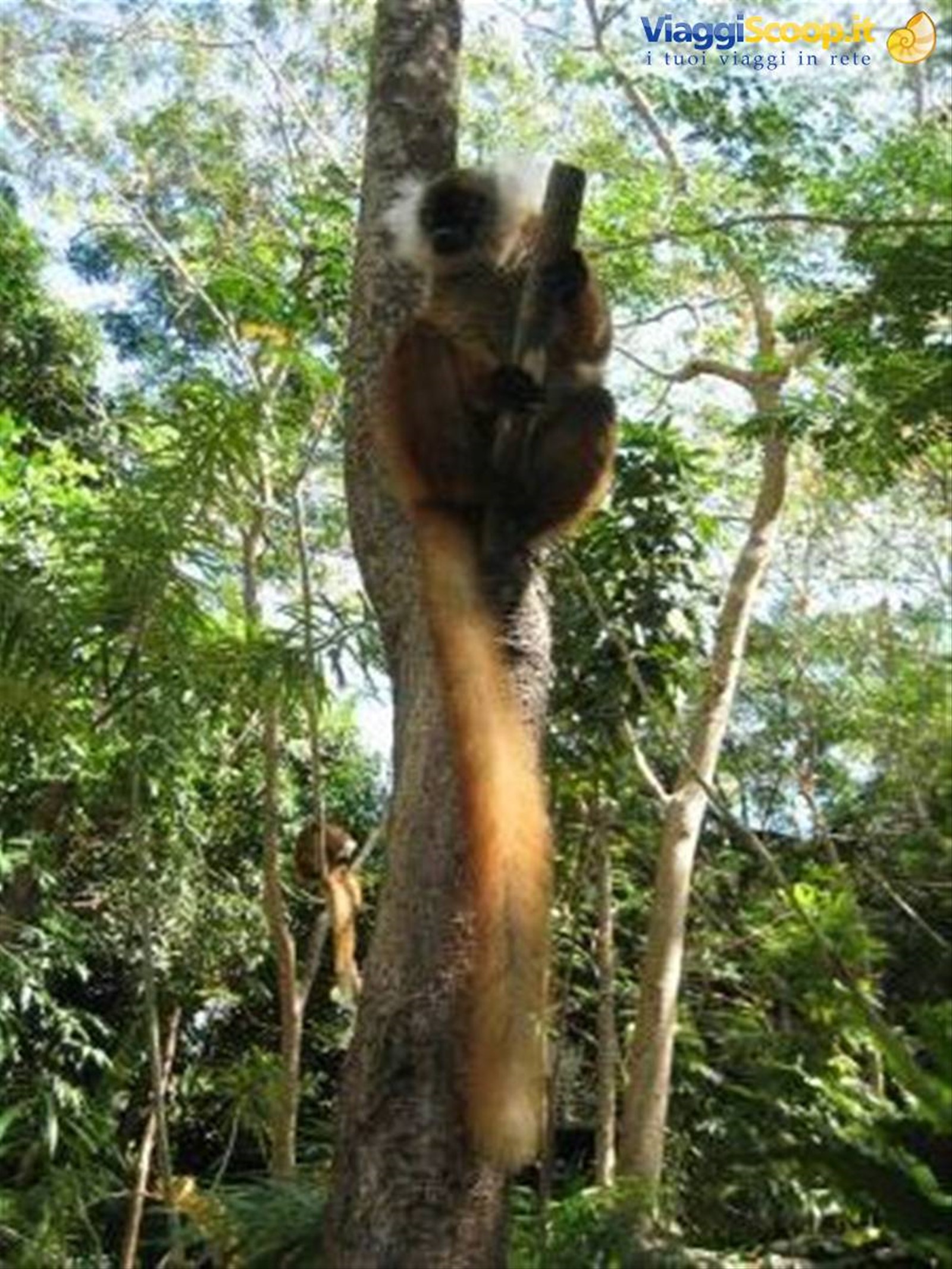Nosy Komba