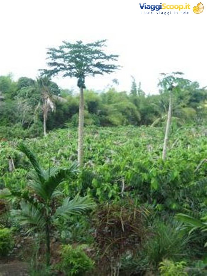 Tour dell'isola - distilleria ylang-ylang -