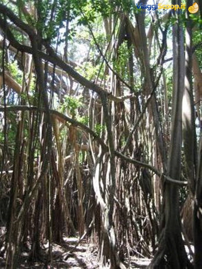 Tour dell'isola - albero sacro -