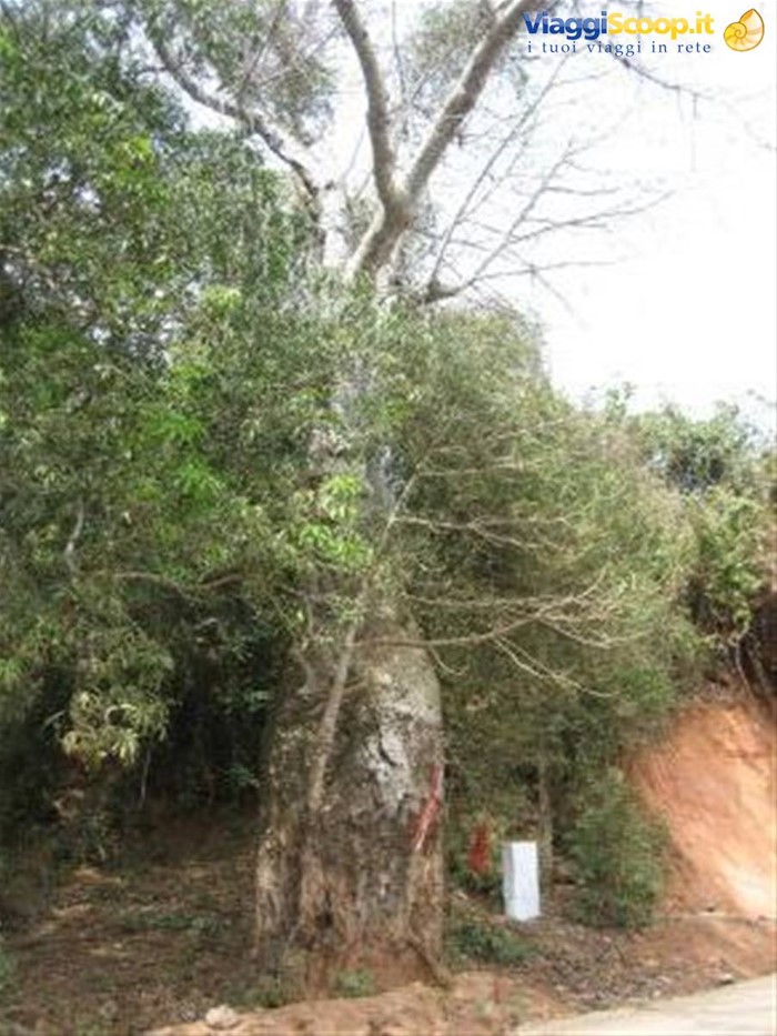 Tour dell'isola - baobab -