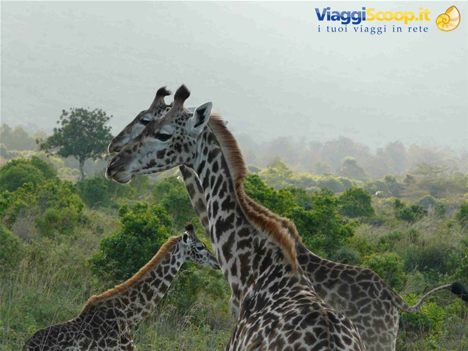 Giraffe Masai