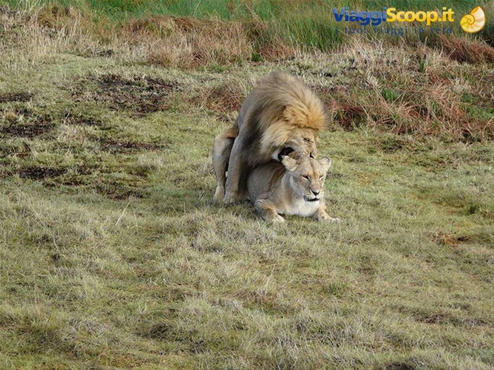 cosa fa il leone con la leonessa ?