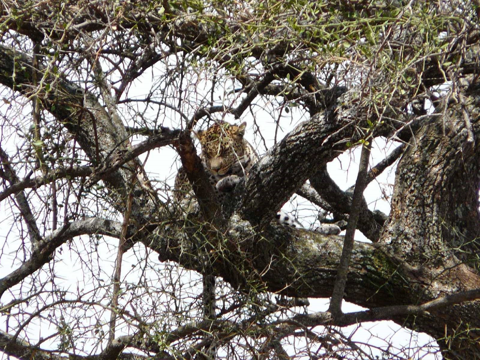 il leopardo