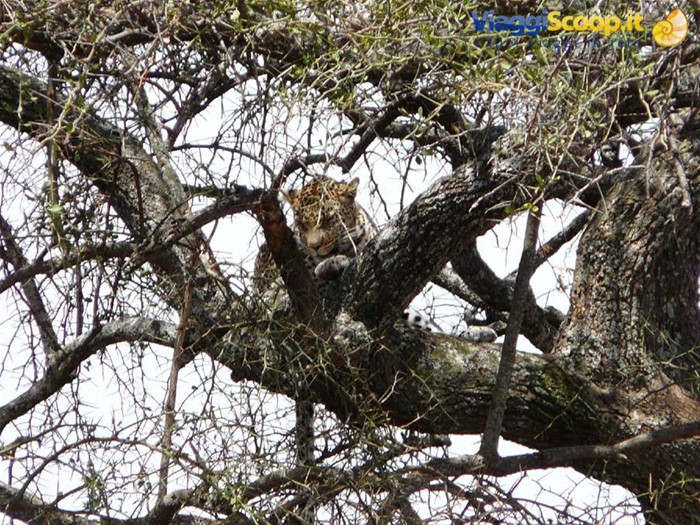 il leopardo