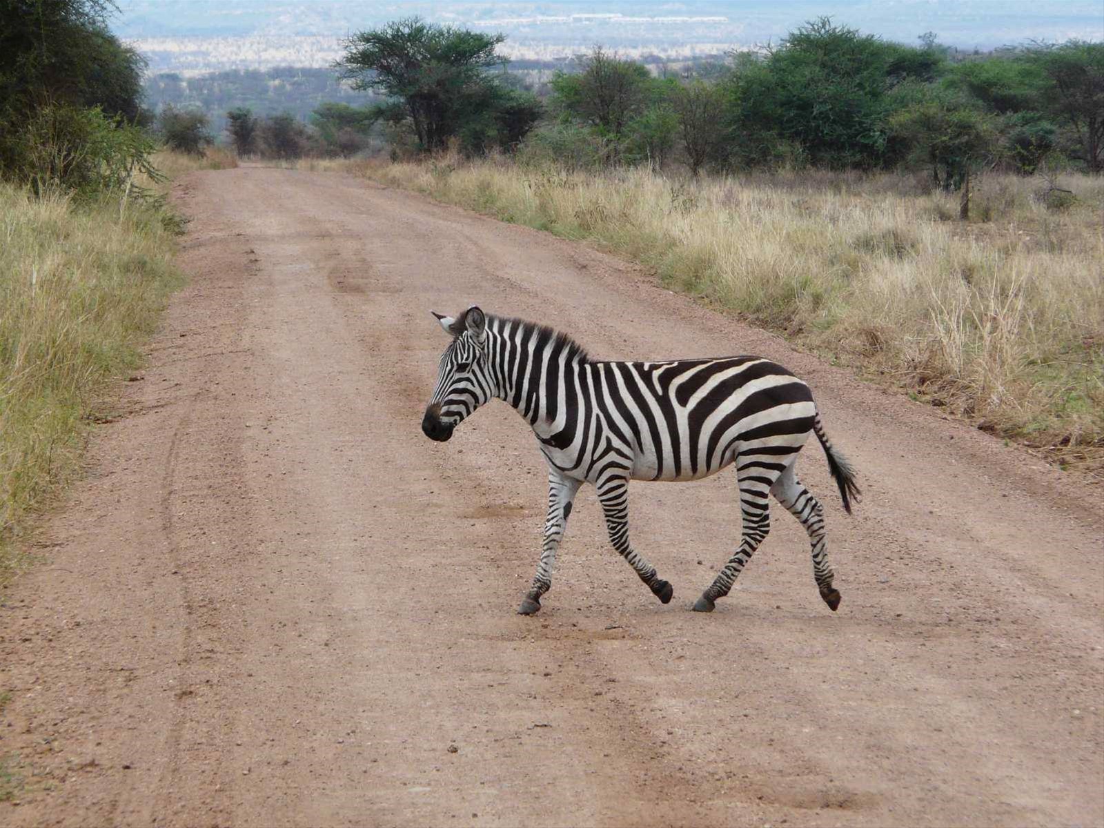 la zebra