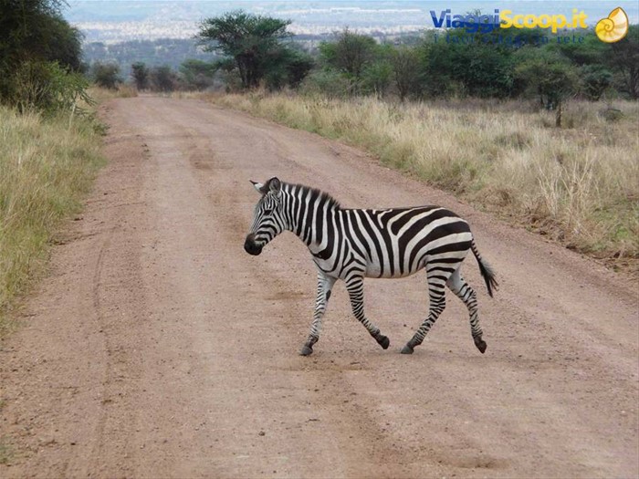 la zebra