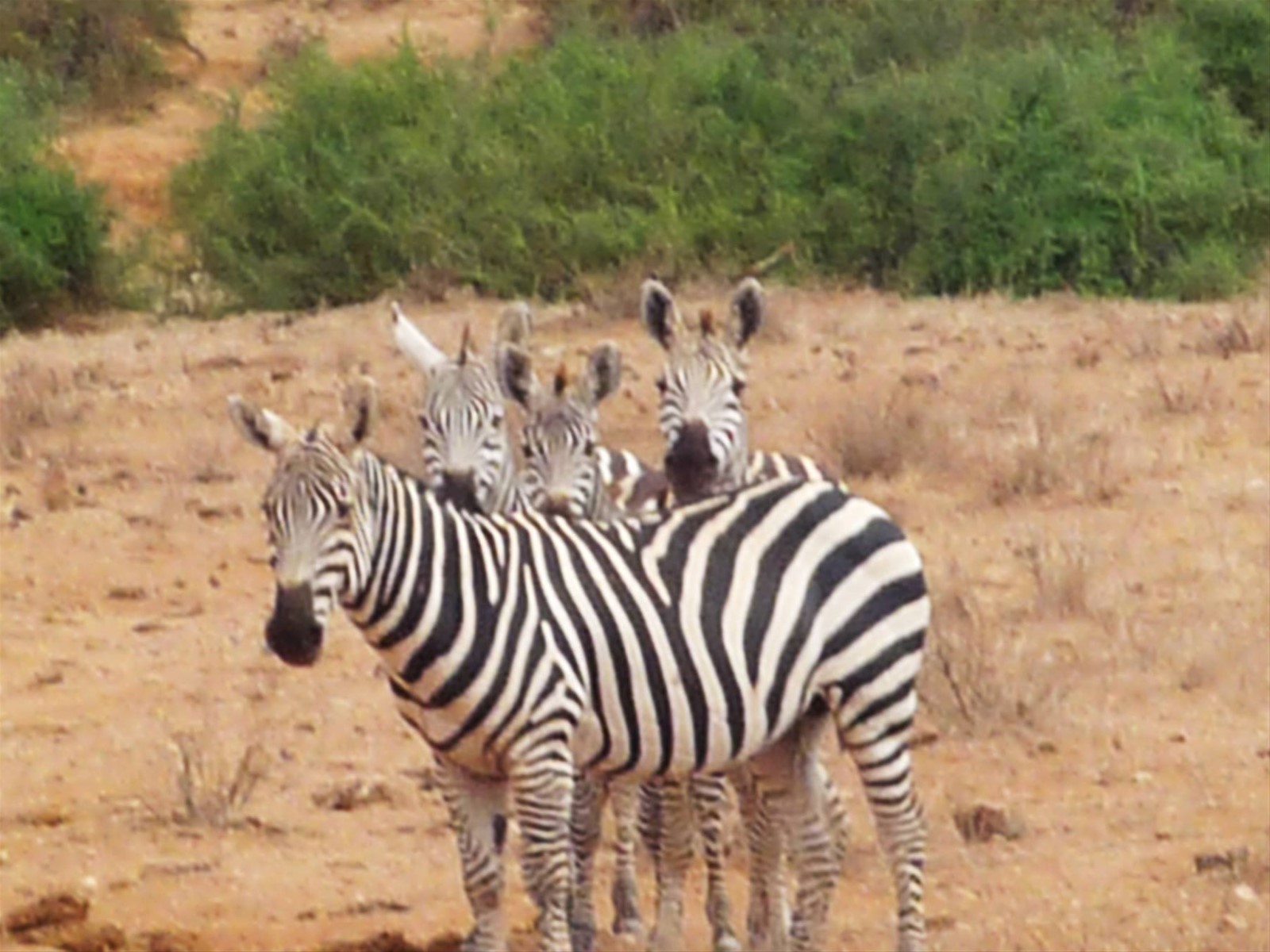 sguardi attenti nello Tsavo