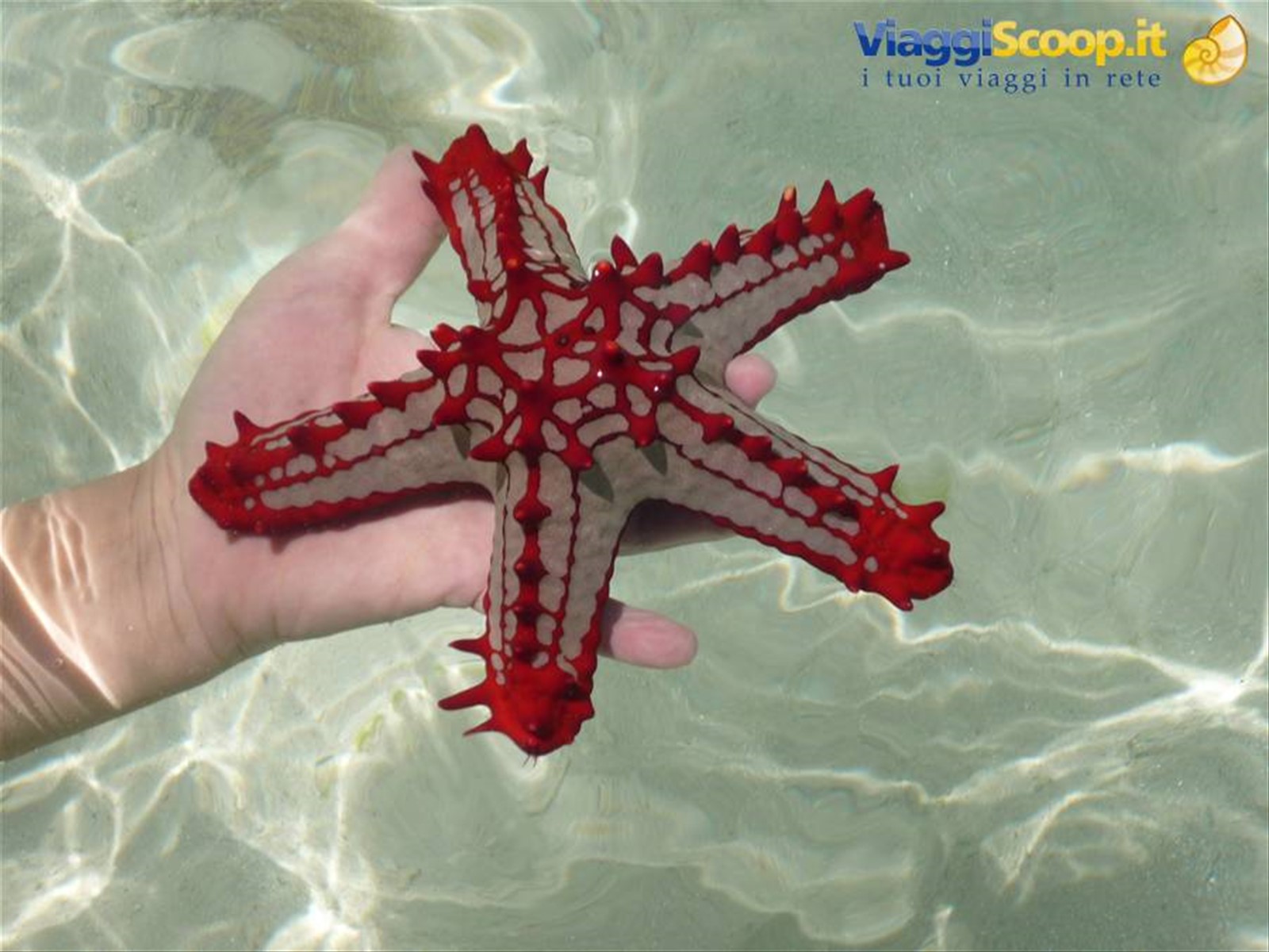 i tesori dell'Oceano indiano