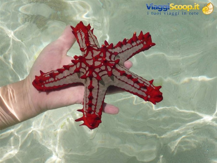 i tesori dell'Oceano indiano