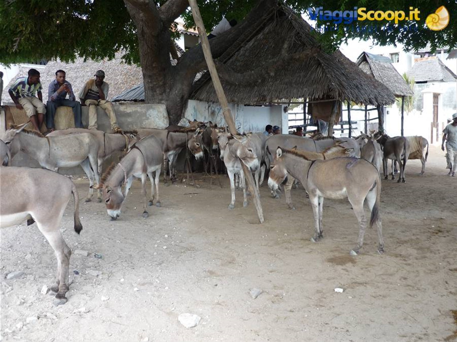 la grande ricchezza di Lamu