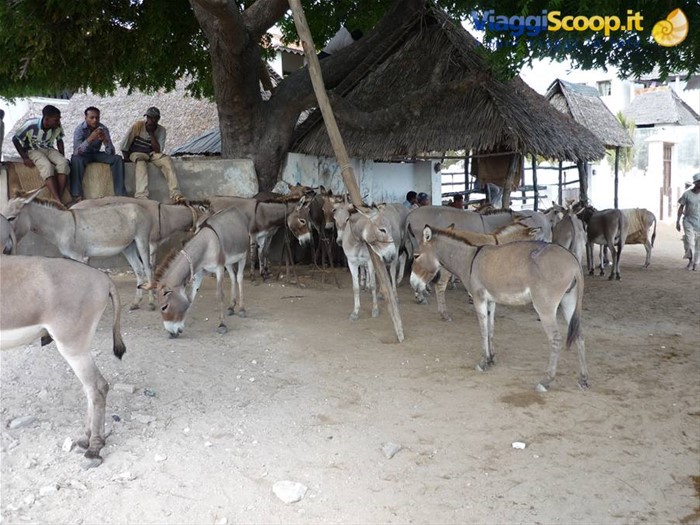 la grande ricchezza di Lamu