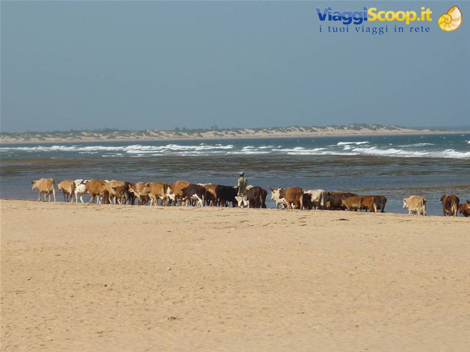 transumanza lungo la spiaggia di Mambrui