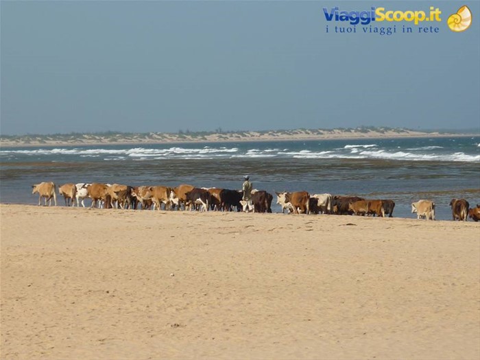 transumanza lungo la spiaggia di Mambrui