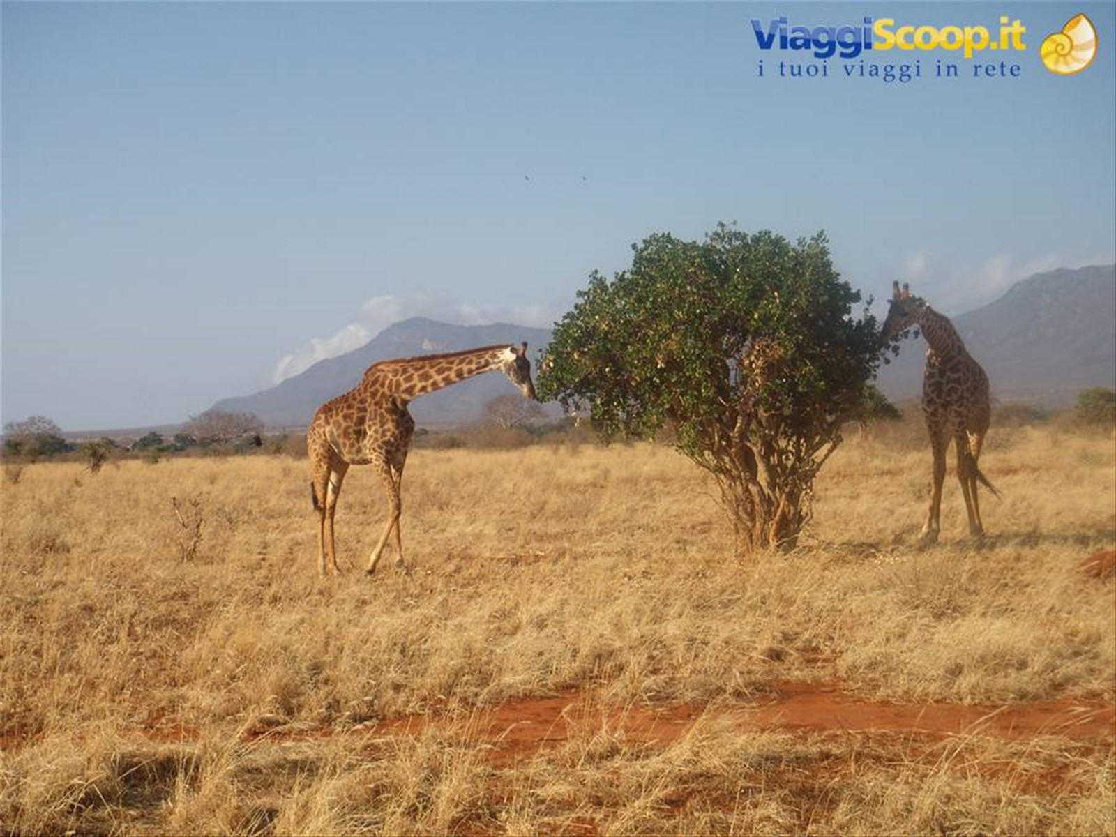 giraffa