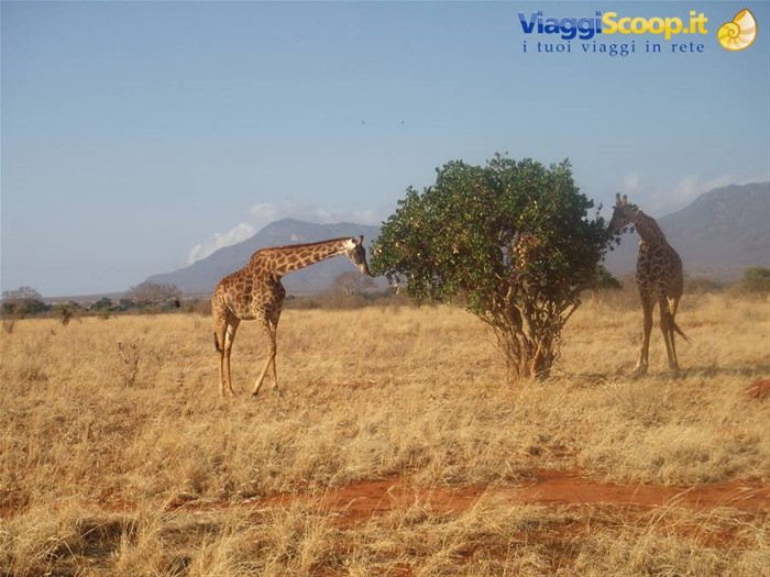 giraffa