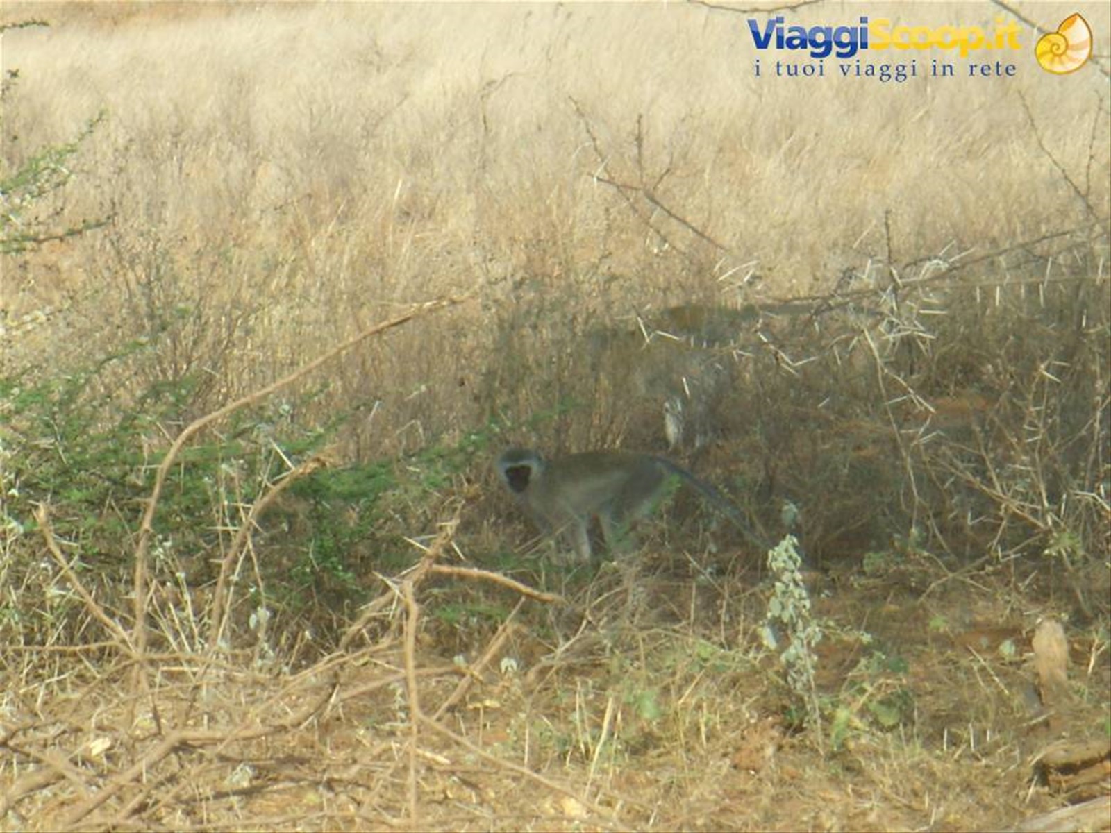 Foto di viaggio in KENYA