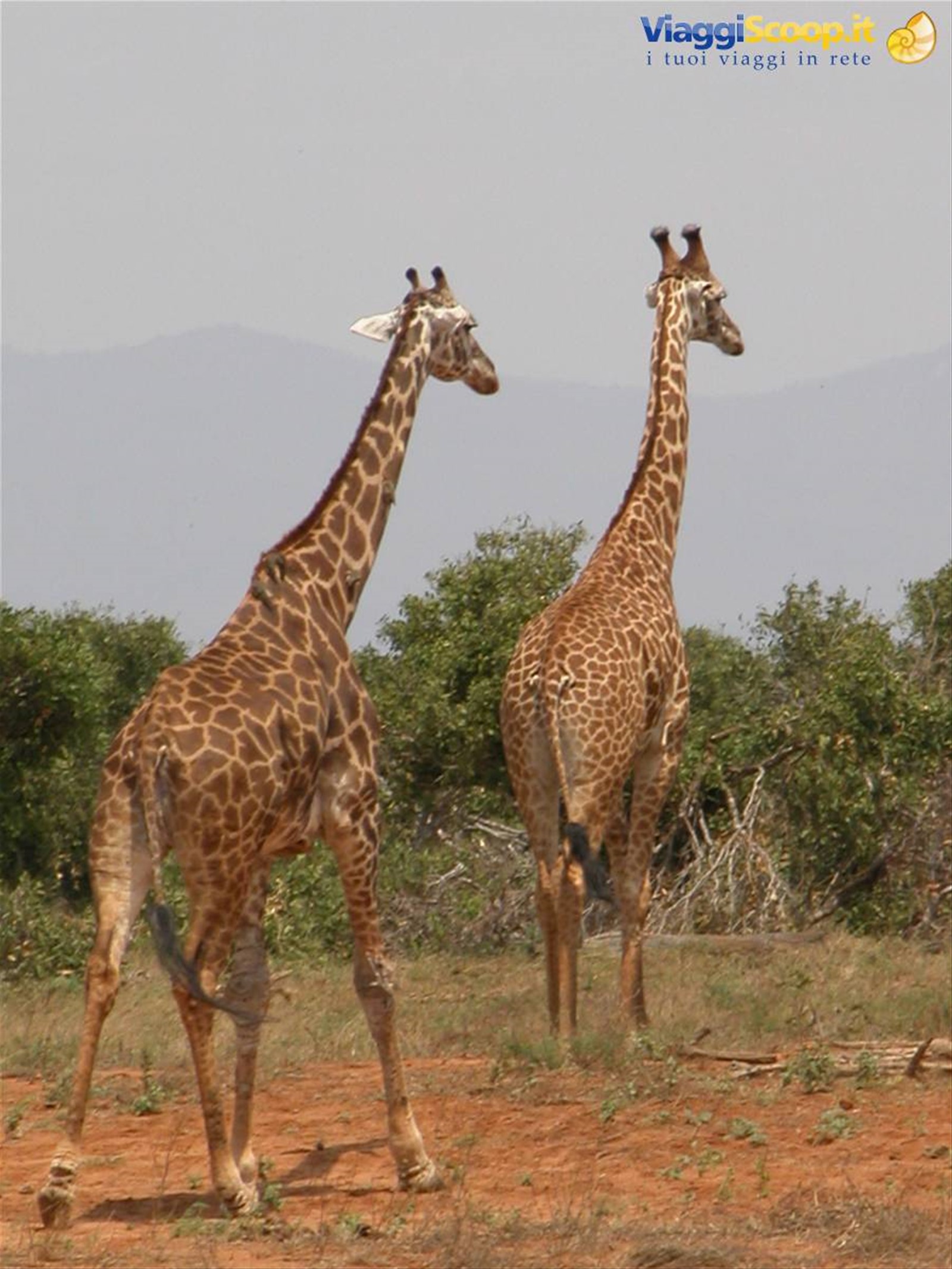 Foto di viaggio in KENYA