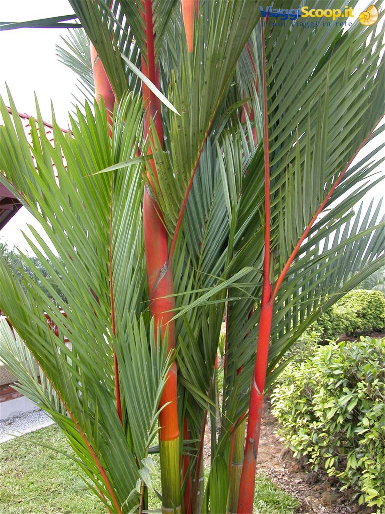 Foto di viaggio in MALESIA