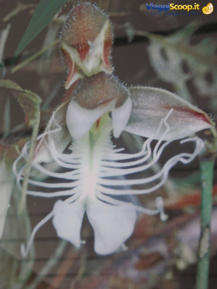 Orchidea
